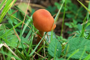 red-brown mushroom on thin leg in grass