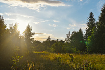 natural, cloud, bright, sunny, day, spring, sun, view, clouds, meadow, white, park, plant, landscape, green, sky, nature, summer, blue, grass, background, beautiful, outdoor, tree, environment