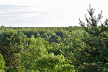 Sky with clouds over a dense forest.