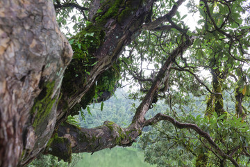 Tropical tree with green plants near lake. Travel, fairy tale concept. Close-up, copy space