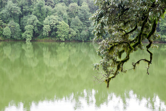 Branch of tropical tree with green plants near lake. Travel, fairy tale concept. Close-up, copy space