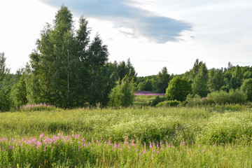 Field, forest, Ivan tea