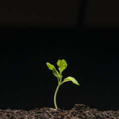 Still life of growing seedling
