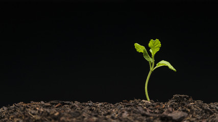 Still life of growing seedling