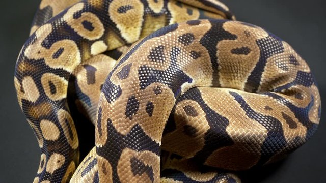 Video of royal ball python on black texture