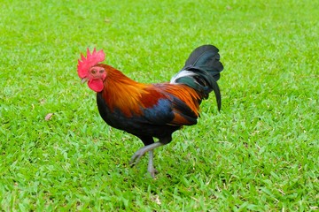 Bantam standing on a green lawn. Chicken​ standing on a green lawn.​ Thai chicken. A domestic fowl.
