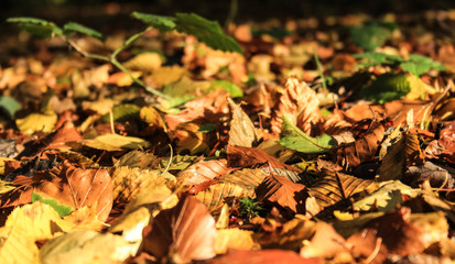Herbstlaub