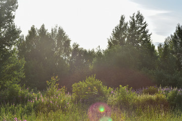 Field forest glare of the sun