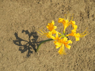空き地に咲くショウキズイセン