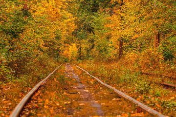 Autumn forest through which an old tram rides (Ukraine)