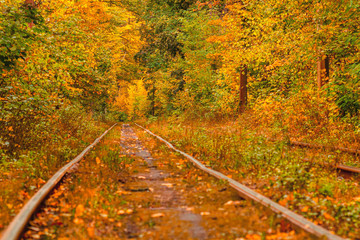 Autumn forest through which an old tram rides (Ukraine)