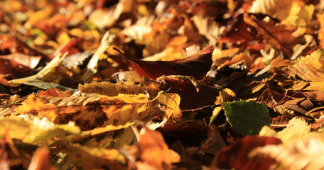 Herbstlaub