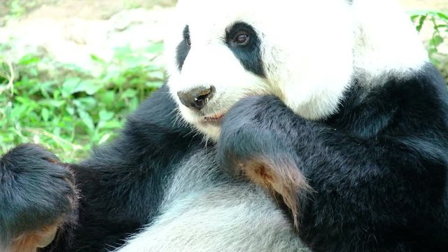 Giant panda bear playing and lying cute on bed, animal