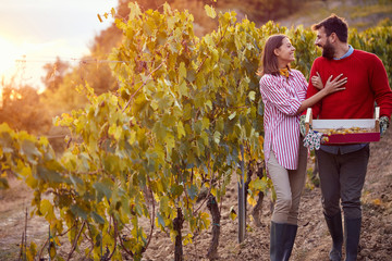 Vineyards in autumn harvest. couple harvesting grape together.
