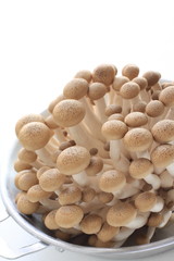 Japanese ingredient, shimeji mushroom