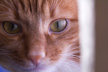 red cat looks surprised