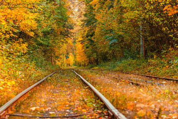 Autumn forest through which an old tram rides (Ukraine)