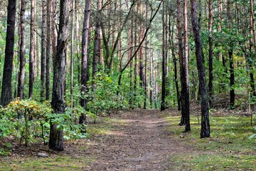 Path in the forest. Late summer in the forest