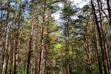 Green pine forest with tree silhouettes. Ecology, environment, save forest concept