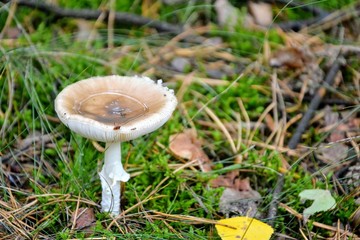 Mushroom from the genus Amanita, inedible and poisonous