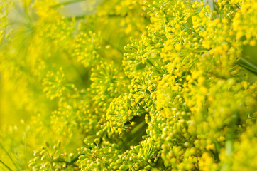 Dill flower. Soft selective focus, blur. Close up of fragrant dill fennel , ripe dill head. Dill umbrellas with seeds growing in herb garden.