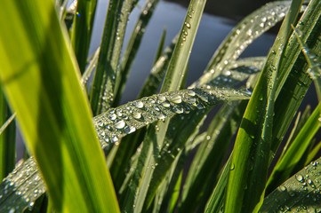 Fototapeta premium Tautropfen Gras Halm Schilf Teich Ufer Wasser Perlen Reflextion Ufer Gräser grün Sonnenlicht vergänglich Schönheit Makro Nahaufnahme Sauerland Deutschland Seilersee Verdunstung Morgen Frühtau 