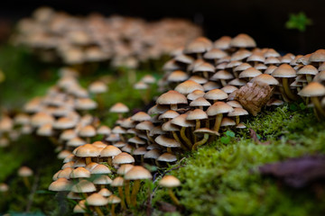 Pilze Kolonie Baumstamm Moos Makro Wald Siedlung Ansammlung Zwerge Herbst Schirme essbar giftig sammeln selektive Schärfe Nahaufnahme Sauerland Deutschland Feuchtigkeit Sporen Früchte verbindung