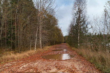 forest in autumn
