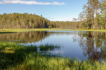 Fototapeta na wymiar marshy lake landscape in summer day