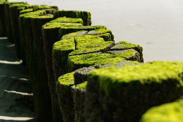 Algen Meer Holzpfähle Nordsee Strand Tang Wangerooge grün leuchtend Sonne Schatten Kontrast Küstenschutz Gezeiten Wellenbrecher Buhne Halt Brandung Gezeiten Bewuchs Stamm Nationalpark Wattenmeer Flut  © ON-Photography