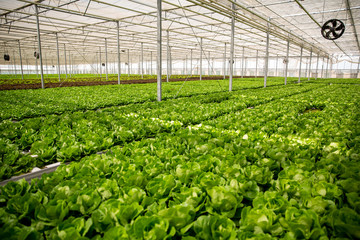 Greenhouse with modern technology for growing ogranic green salad