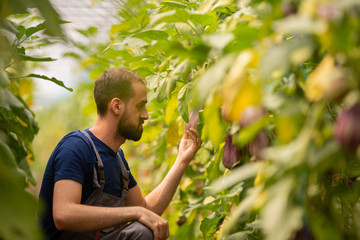 Naklejka na ściany i meble The worker who collects fresh eggplants from the greenhouse