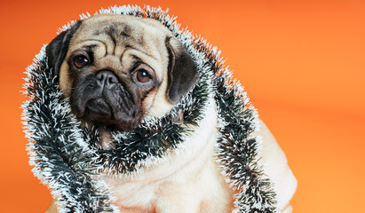 Sad dog wrapped in tinsel poses on an orange background. Pug in anticipation of Christmas