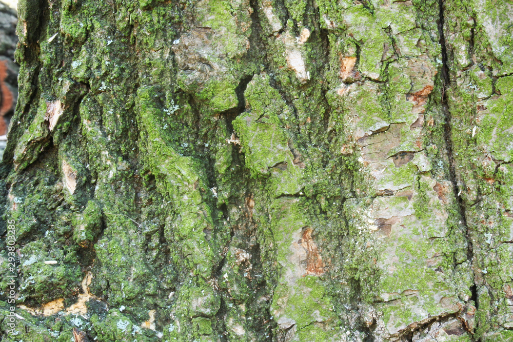 Poster embossed texture of the brown bark of a tree with green moss and lichen on it.