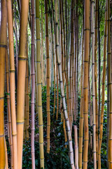 Bambuspflanzen Struktur groß Pflanze Baumaterial Ökologie Gras Süßgräser Poaceae Rhizome wachsen Halme Halmäste Knoten stabil schnellwachsend sproß Wald Bio Ersatz Holz Recycling