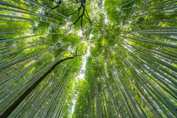 Early morning scene at Sagano Arashiyama Bamboo forest in Kyoto, Japan