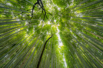 Early morning scene at Sagano Arashiyama Bamboo forest in Kyoto, Japan