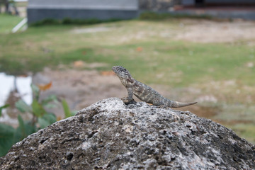 gray lizard sits warily on the stone surface