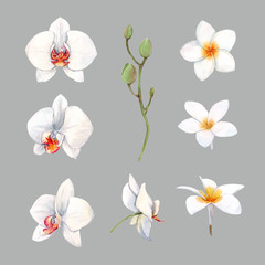 Watercolor orchid white flowers illustration © Zenina-Lembrik