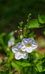 White blossom flower with daylight