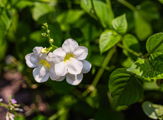 Obraz na płótnie Canvas White blossom flower with daylight