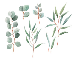 Watercolor australian tropical leaves © zenina