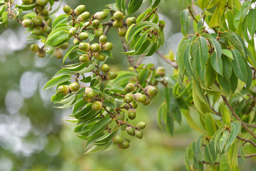 Green acorns, on the branch, closeup