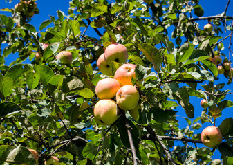 green-red apples on an apple tree in a foliage