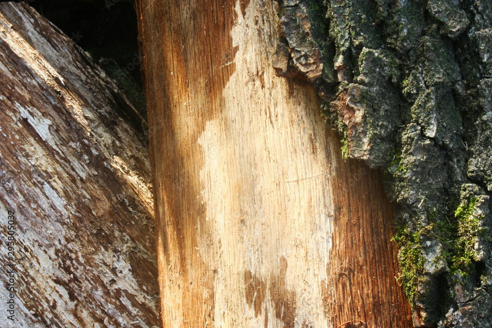 Poster embossed texture of the brown bark of a tree with green moss and lichen on it.