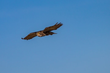 Owl in Flight