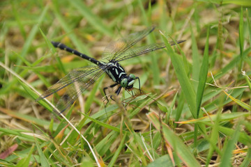 Dragonfly to prey on other insects - Davidius nanus, It is called 