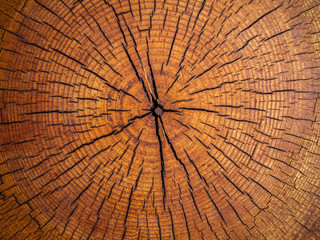 wood tree trunk pattern detail