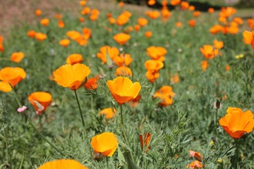 Yellow Poppy flower in the garden.