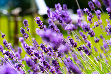 Purple lavender flowers in a field.